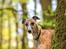 Whippet Dobby