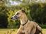 Whippet Dobby