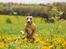 Whippet Dobby