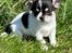 Chihuahua Mynte