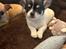 Chihuahua Mynte