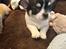 Chihuahua Mynte