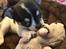 Chihuahua Mynte