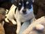 Chihuahua Mynte