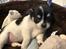 Chihuahua Mynte