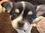 Chihuahua Mynte - Hello there
