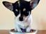 Chihuahua Mynte - 7 uger