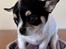 Chihuahua Mynte