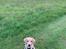 Labrador retriever Otto (servicehund , servicehundeforningen)