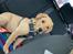 Labrador retriever Otto (servicehund , servicehundeforningen)