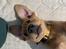 Labrador retriever Otto (servicehund , servicehundeforningen)