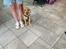Labrador retriever Otto (servicehund , servicehundeforningen)