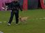 Labrador retriever Otto (servicehund , servicehundeforningen)