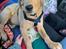Labrador retriever Otto (servicehund , servicehundeforningen)