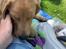 Labrador retriever Otto (servicehund , servicehundeforningen)