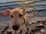 Labrador retriever Otto (servicehund , servicehundeforningen)