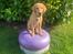 Labrador retriever Otto (servicehund , servicehundeforningen)