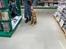 Labrador retriever Otto (servicehund , servicehundeforningen)