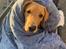 Labrador retriever Otto (servicehund , servicehundeforningen)
