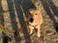 Labrador retriever Otto (servicehund , servicehundeforningen)