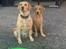 Labrador retriever Otto (servicehund , servicehundeforningen)