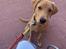 Labrador retriever Otto (servicehund , servicehundeforningen)
