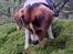 Dansk svensk gaardhund Eddie R.I.P. - 12. juli 2024