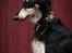 Borzoi Falka