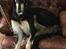 Borzoi Falka