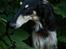 Borzoi Falka