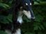 Borzoi Falka