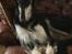 Borzoi Falka