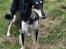 Borzoi Falka