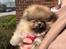 Pomeranian Monza