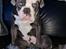 Olde english bulldogge Mr. Blue 