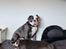 Olde english bulldogge Mr. Blue 
