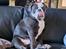 Olde english bulldogge Mr. Blue 