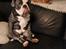 Olde english bulldogge Mr. Blue 