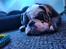 Olde english bulldogge Mr. Blue 