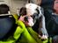 Olde english bulldogge Mr. Blue 