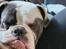 Olde english bulldogge Mr. Blue 