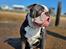 Olde english bulldogge Mr. Blue 