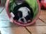 Olde english bulldogge Mr. Blue 