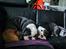 Olde english bulldogge Mr. Blue 