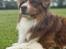 Miniature American Shepherd Obi 