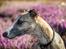 Whippet Dobby
