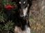 Borzoi Falka