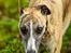 Whippet Dobby