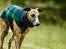 Whippet Dobby