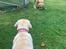 Labrador retriever Zitta